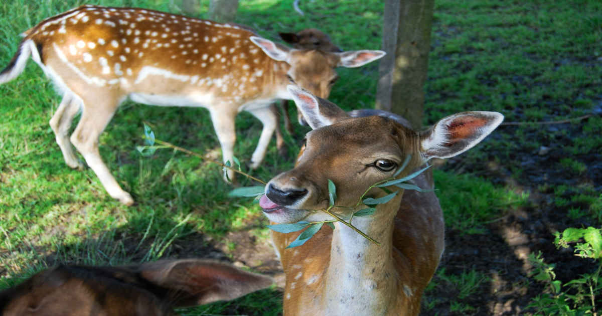 Doe eating